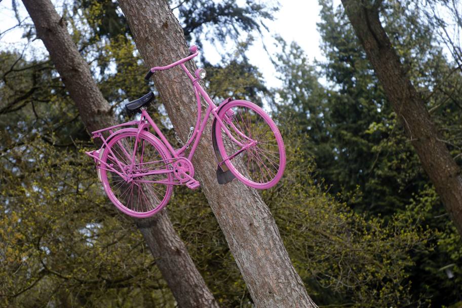 Spuntano bici rosa sugli alberi